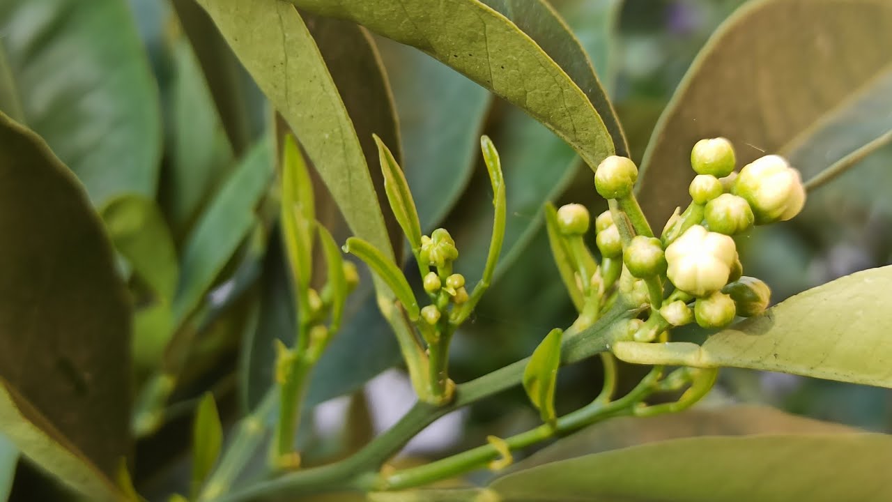 Riesige Bl&uuml;tenpracht erwartet uns // Unser Zitrusgarten im Fr&uuml;hling