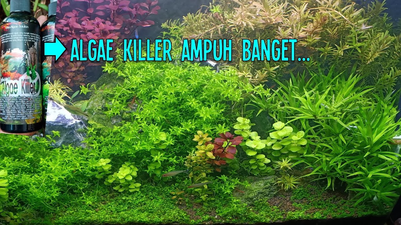 Update Tank 50cm dan Membasmi Alga Menggunakan Obio Algae Killer
