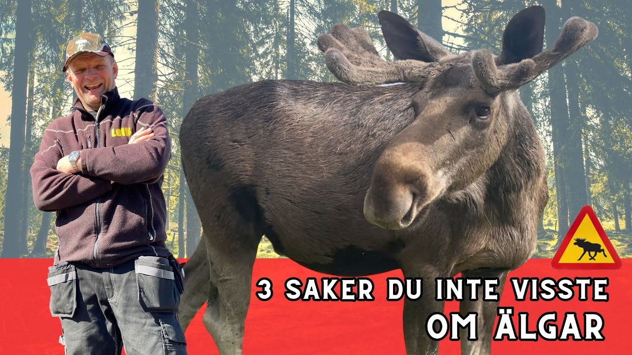 Hur djupt kan en älg dyka?