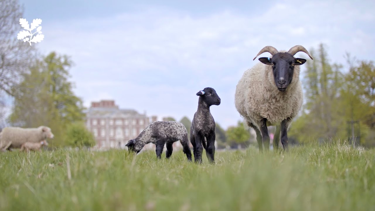 Lambing at Wimpole Estate