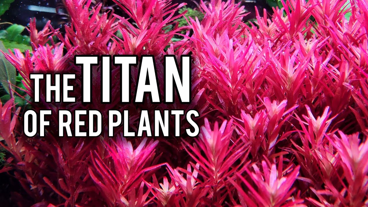5 Things Everyone Should Know About Rotala Narrow Leaf Sp Red