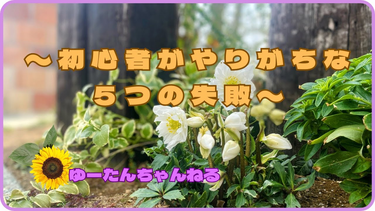 ５０代夫婦の庭づくり　37　【初心者がやりがちな５つの失敗】まとめてみた！