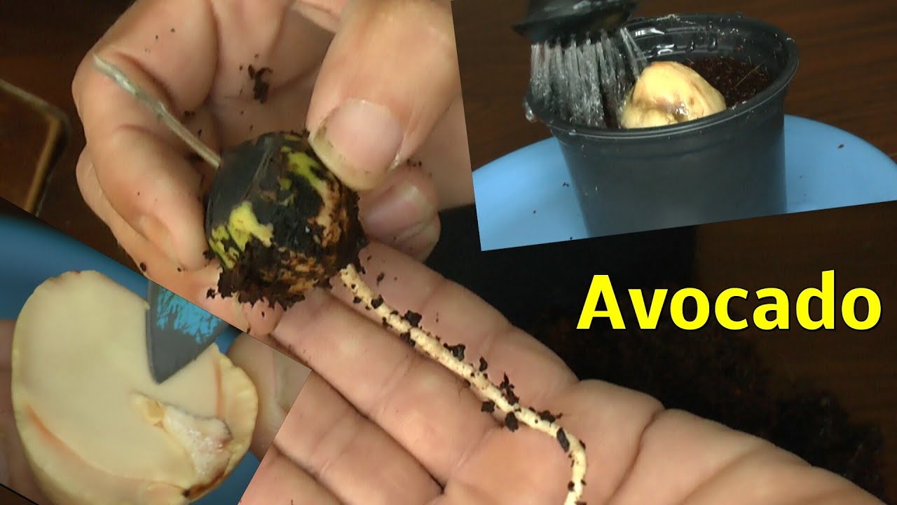 Avocado züchten und zum keimen bringen