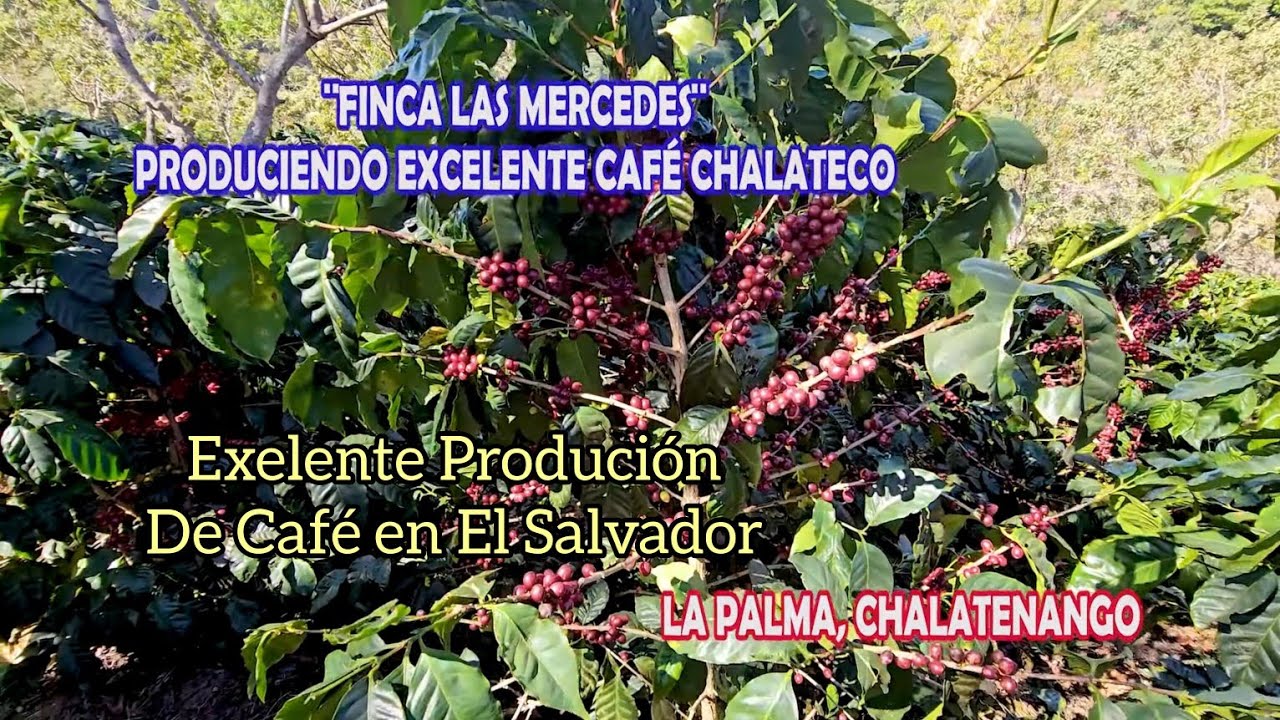 Nueva Forma de Ganarse La Vida en El Salvador Finca de Café, Las Mercedes, La Palma, Chalatenango.