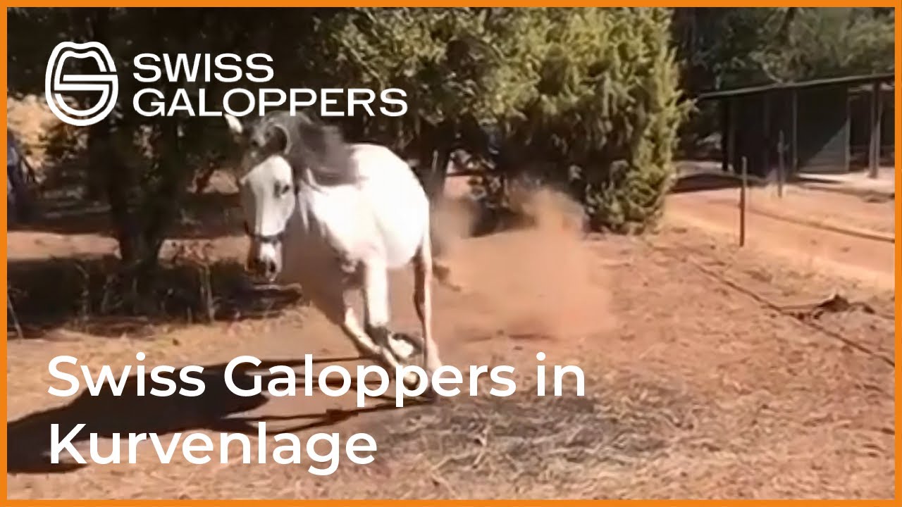Swiss Galopper in Kurvenlage
