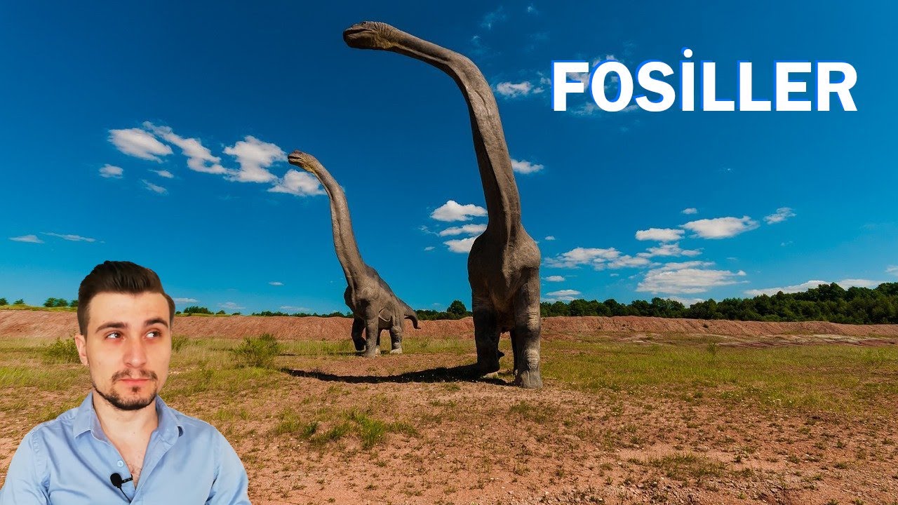 Fosil Ne Demektir? Fosiller Nasıl Oluşur? Her Canlının Fosili Oluşur Mu?