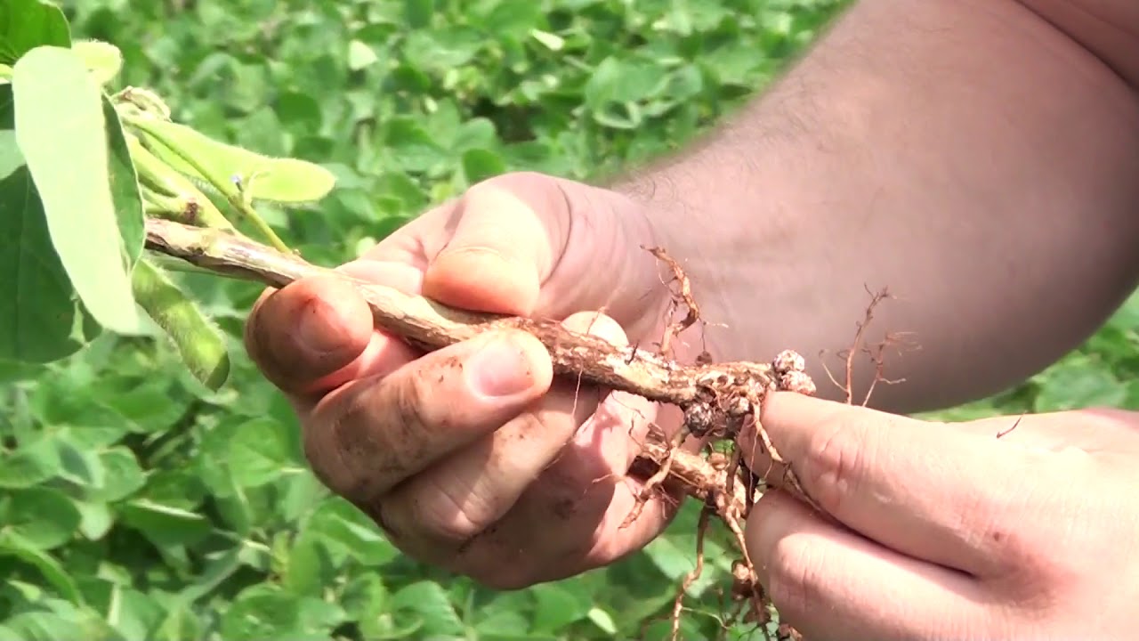 Siembra directa: Velocidad, compactaci&oacute;n y densidad de siembra
