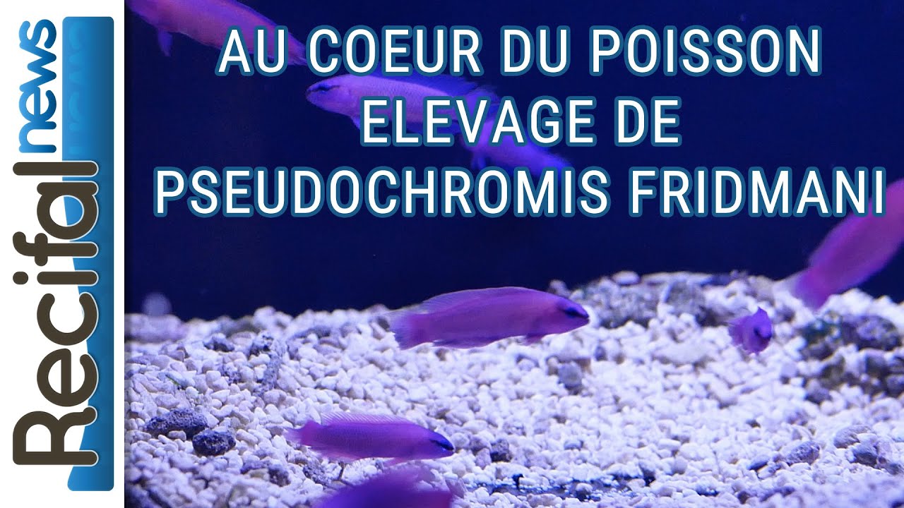 Au Coeur Du Poisson : élever Pseudochromis fridmani