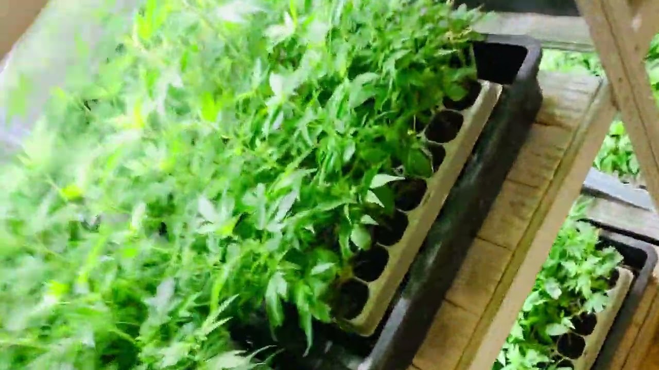 CBD Clones by Stecklingsfarm.ch GmbH