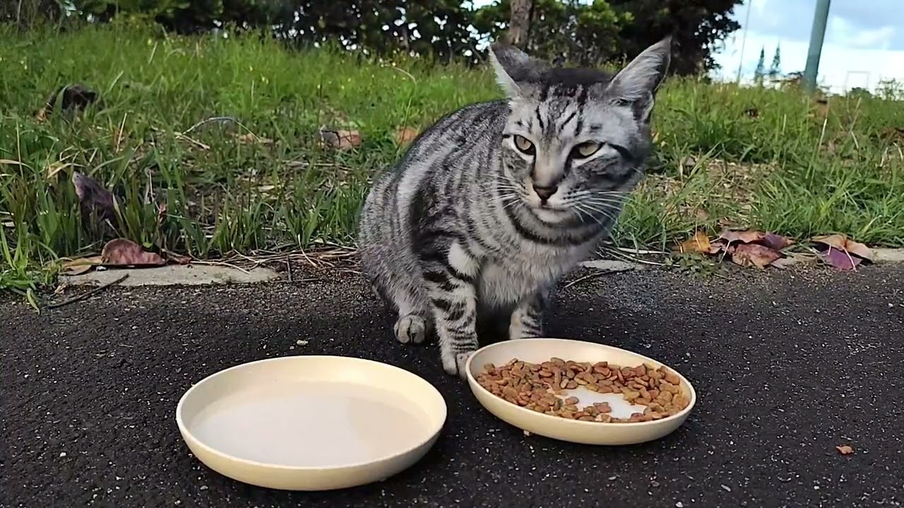 2026.1.19 猫巡り サバトラに美味しいカリカリと大好きなウェットフードを