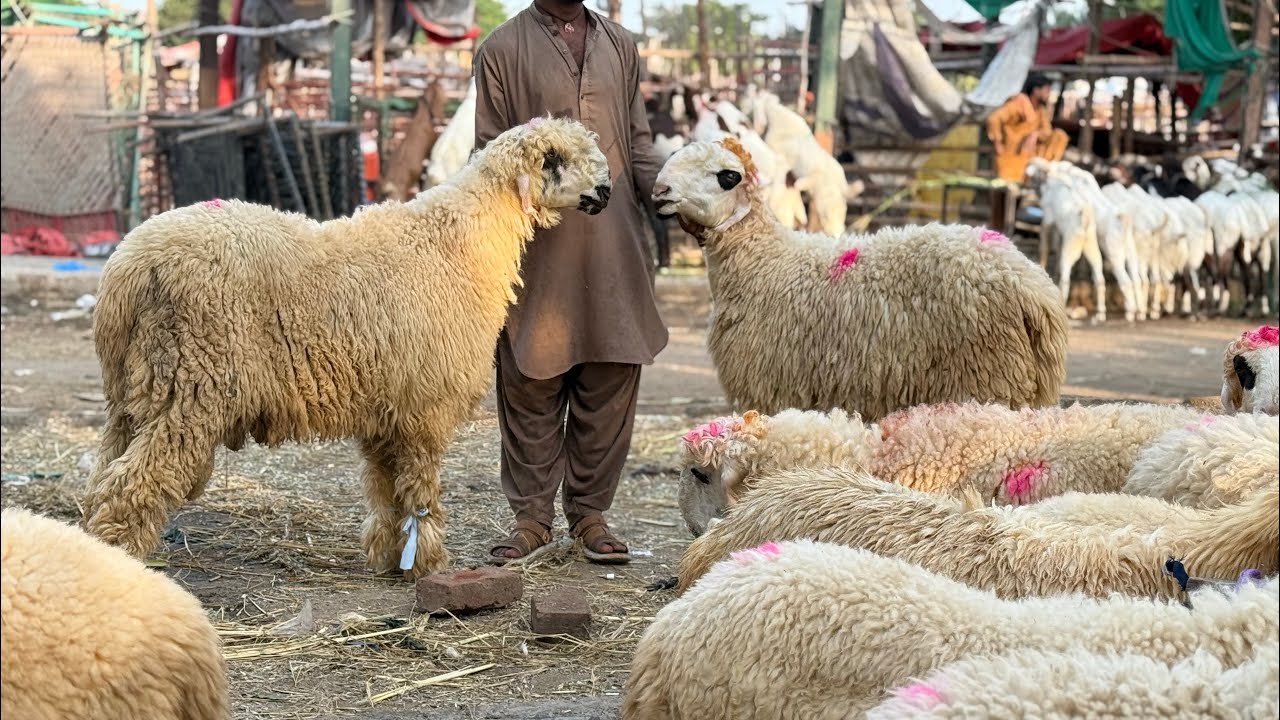 Mundre Chatre Qurbani 2026 Lahore Bakra Mandi Shahpur Kanjra Mazhar Biba Official 