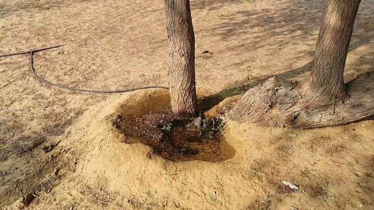 حديقة غابة الرقايب عجمان .. مكان غاية في الروعة للاستجمام والهدوء والشواء .. GHABAT AL RAGAYEB PARK