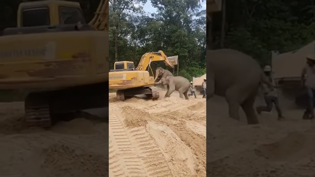 Elephants Storm Illegal Sand Mining Site 😳 Machines Destroyed