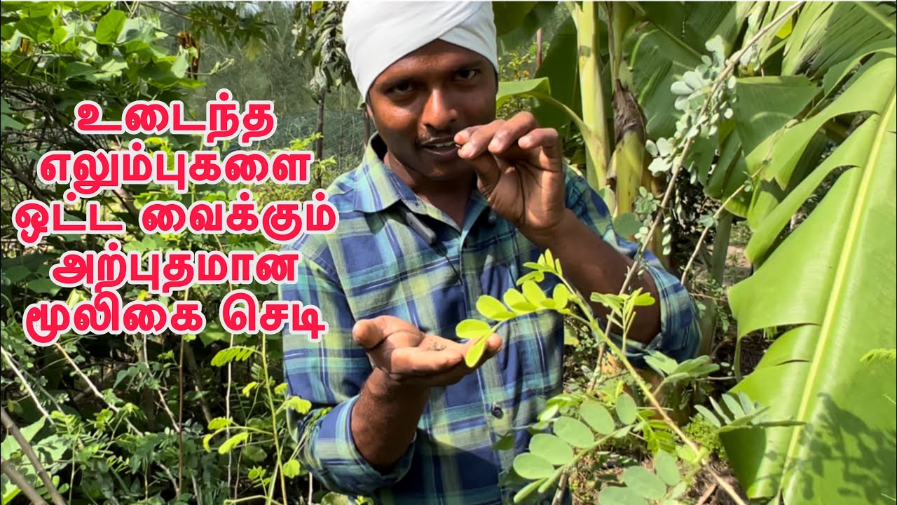 இயற்கை முறையில் எலும்புகளை ஒட்ட வைக்கும் அதிசய மூலிகை |எலும்பு ஒட்டி இலை| ealumbu otti ilai