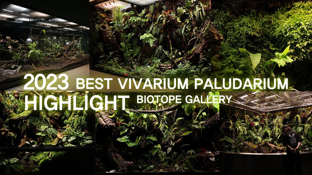 BIOTOPE GALLERY 2023 BEST VIVARIUM PALUDARIUM HIGHLIGHT | 비오토프 갤러리 2023 베스트 비바리움 팔루다리움 하이라이트 모음