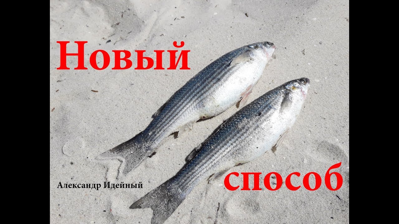 Как ловить кефаль с берега