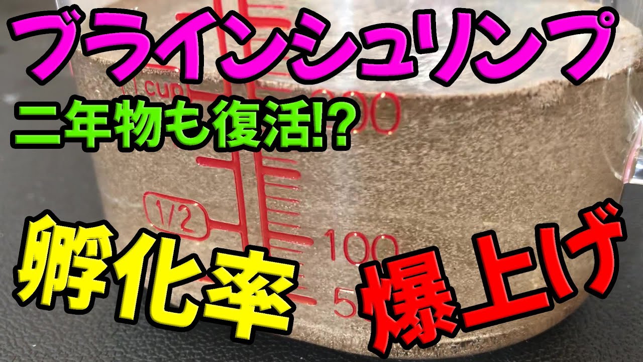 【稚魚の活き餌に】ブラインシュリンプを最大限活かす方法【孵化・殻】
