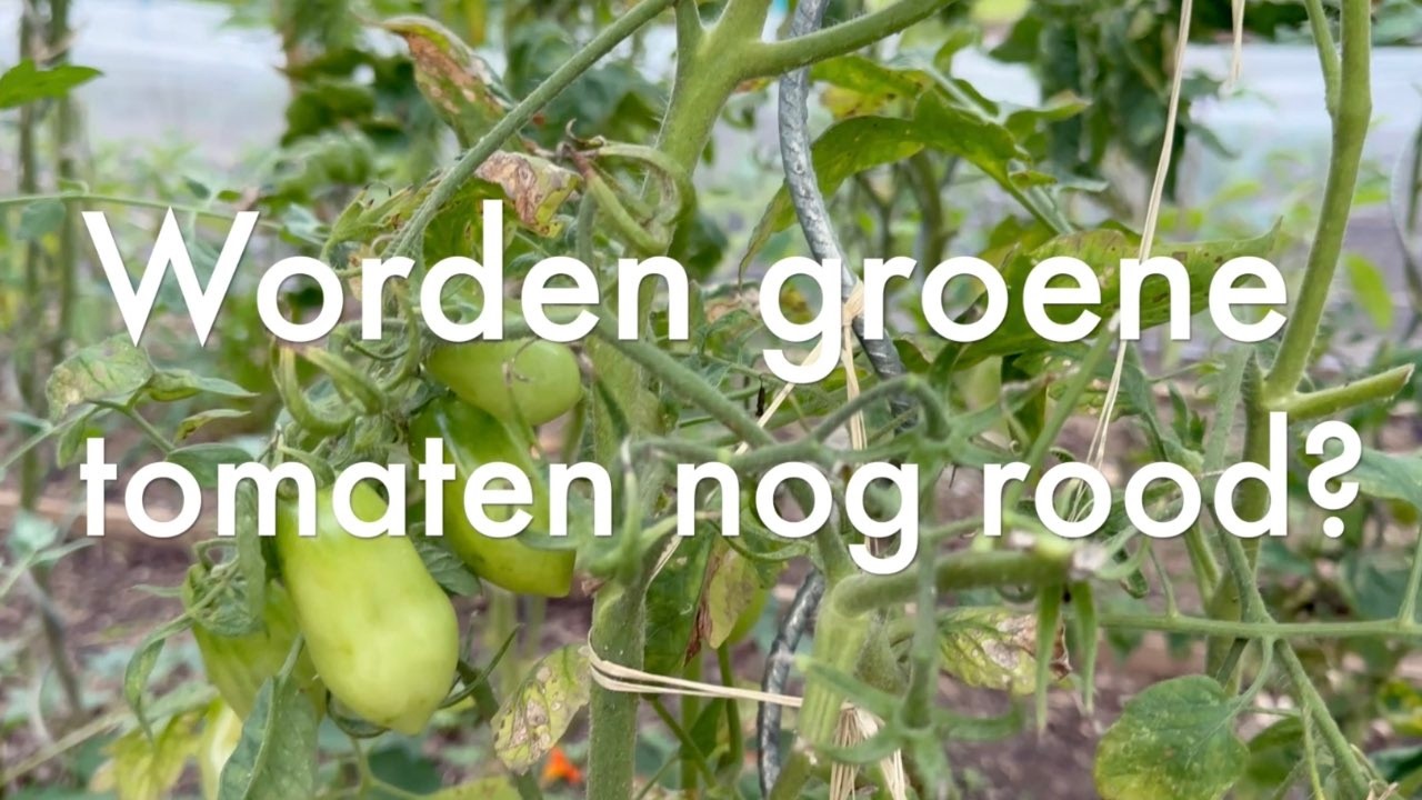 Ini's Moestuin #293: September: worden groene tomaten nog rood? Welke tomaten waren top deze zomer?