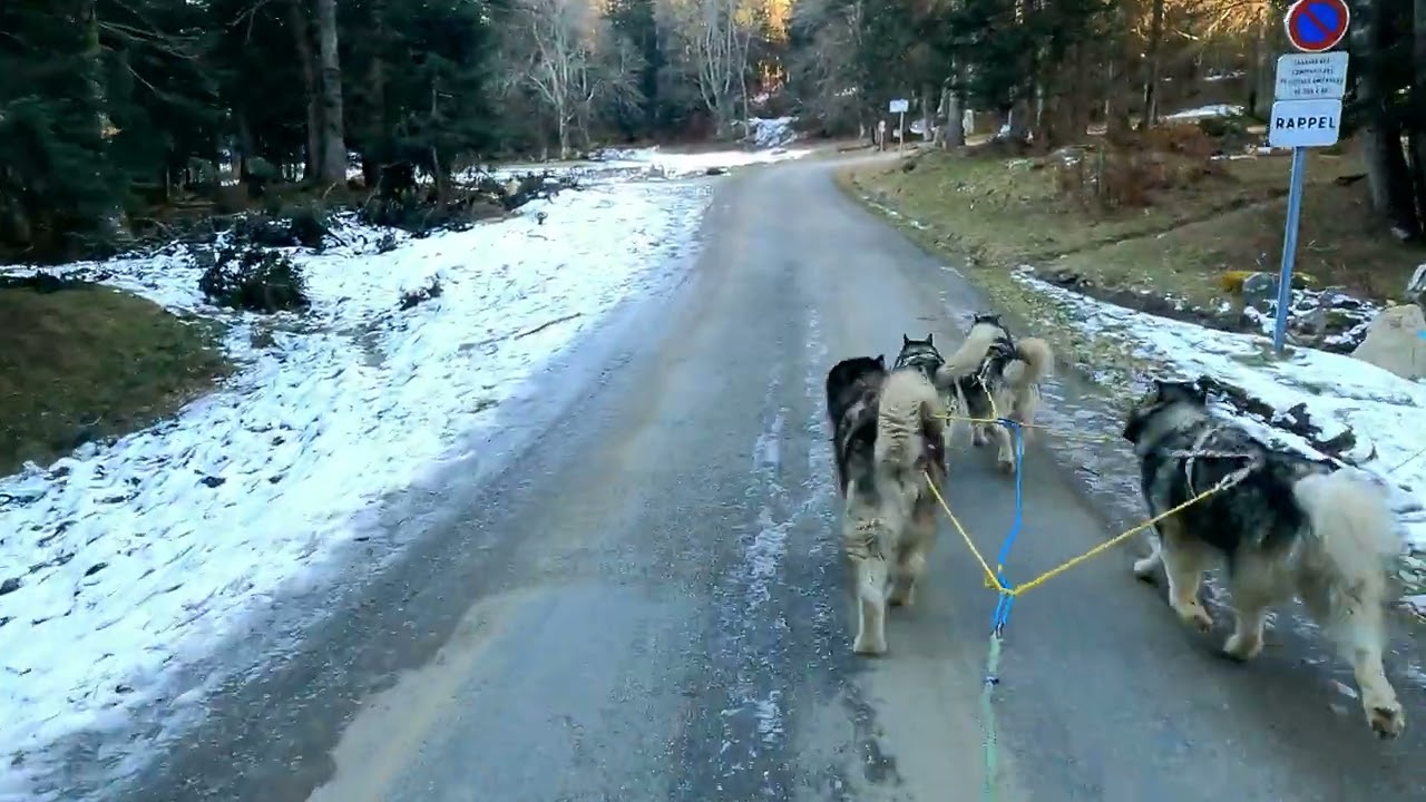 Dernière sortie Kart de l'année 2025 avec les 4 Malamutes à Payolle