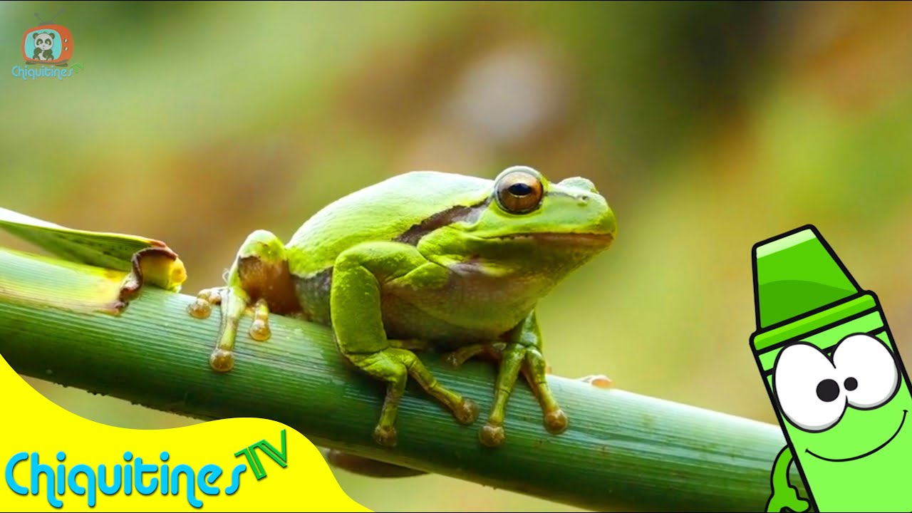 Aprende los colores con Animales