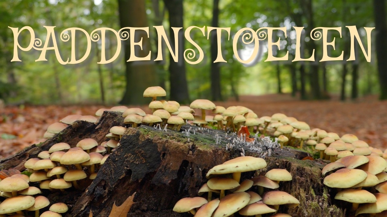 Paddenstoelen in het Bos 🍄 | Rustgevende Herfst Natuurfilm