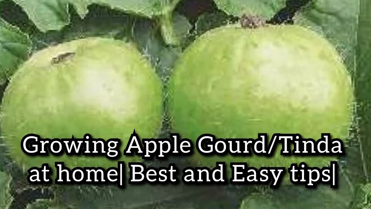How to Grow Apple Gourd/Tinda from seeds at home| Fast and Easy method | Grow Organic vegetables |