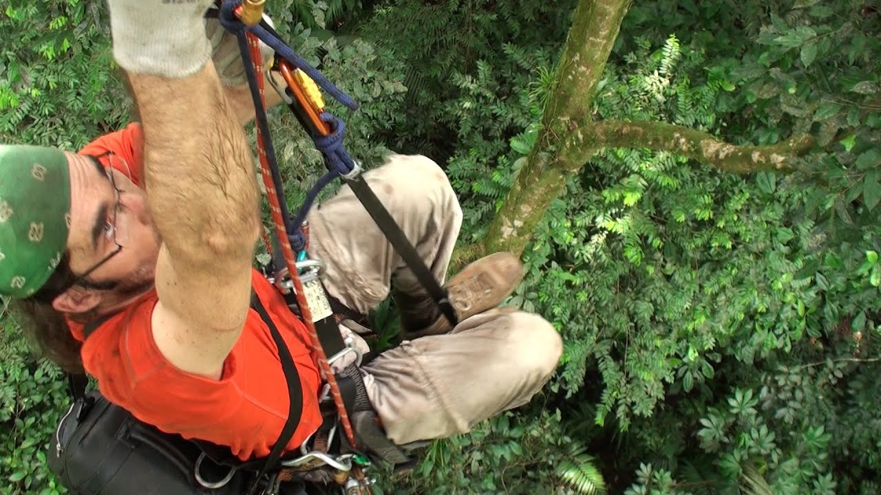Baumklettern im tropischen Regenwald von Costa Rica, Teil 1: Tag