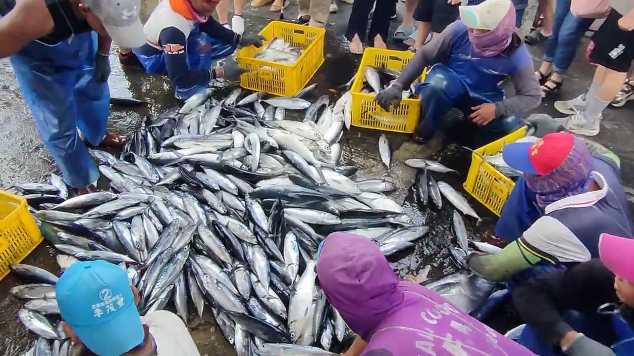 Massive Haul! Fishing Boat Returns with Deck Piled High with Fresh Fish – Unloading Chaos & Cheers!