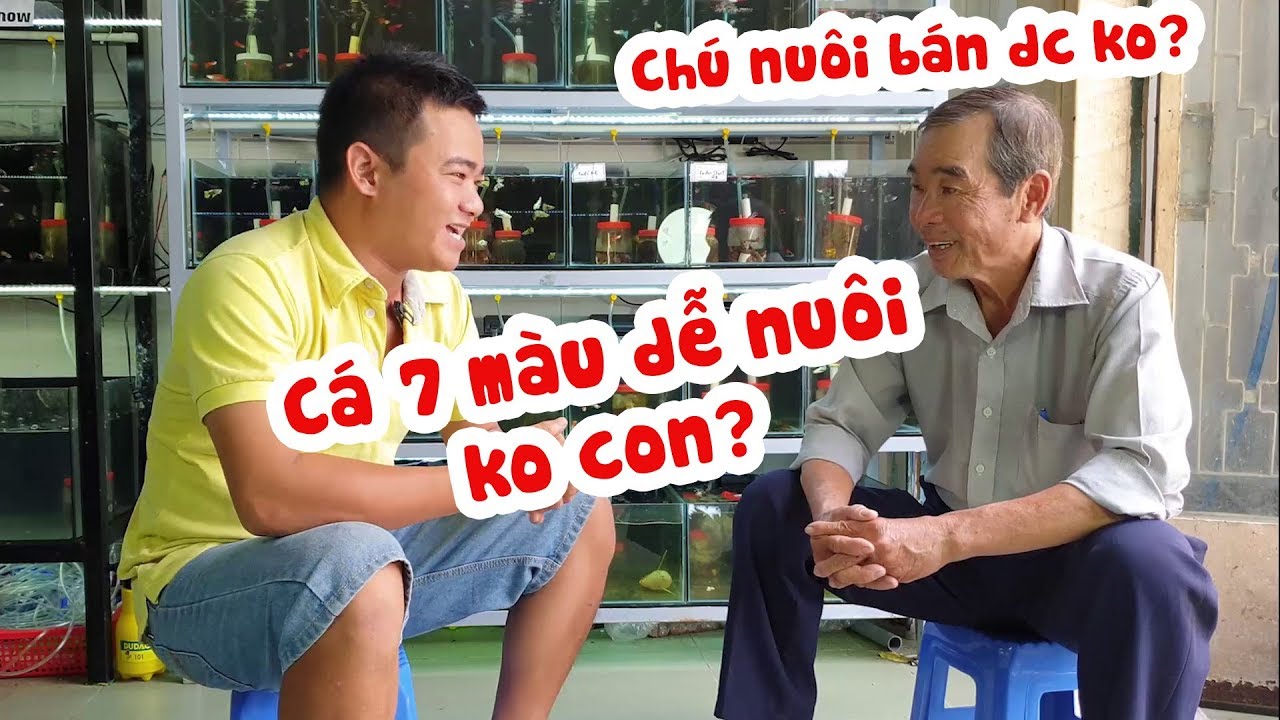 Bác trai 71 tuổi quyết tâm nuôi cá 7 màu