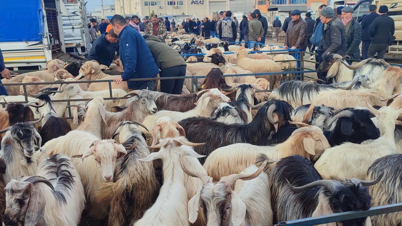 2024 KURBANLIK FİYATLARI VE BİLGİLERİ.