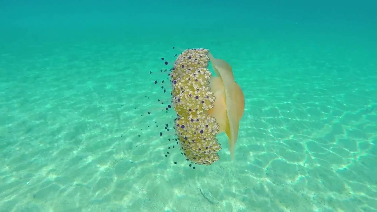 Snorkeling in Sithonia