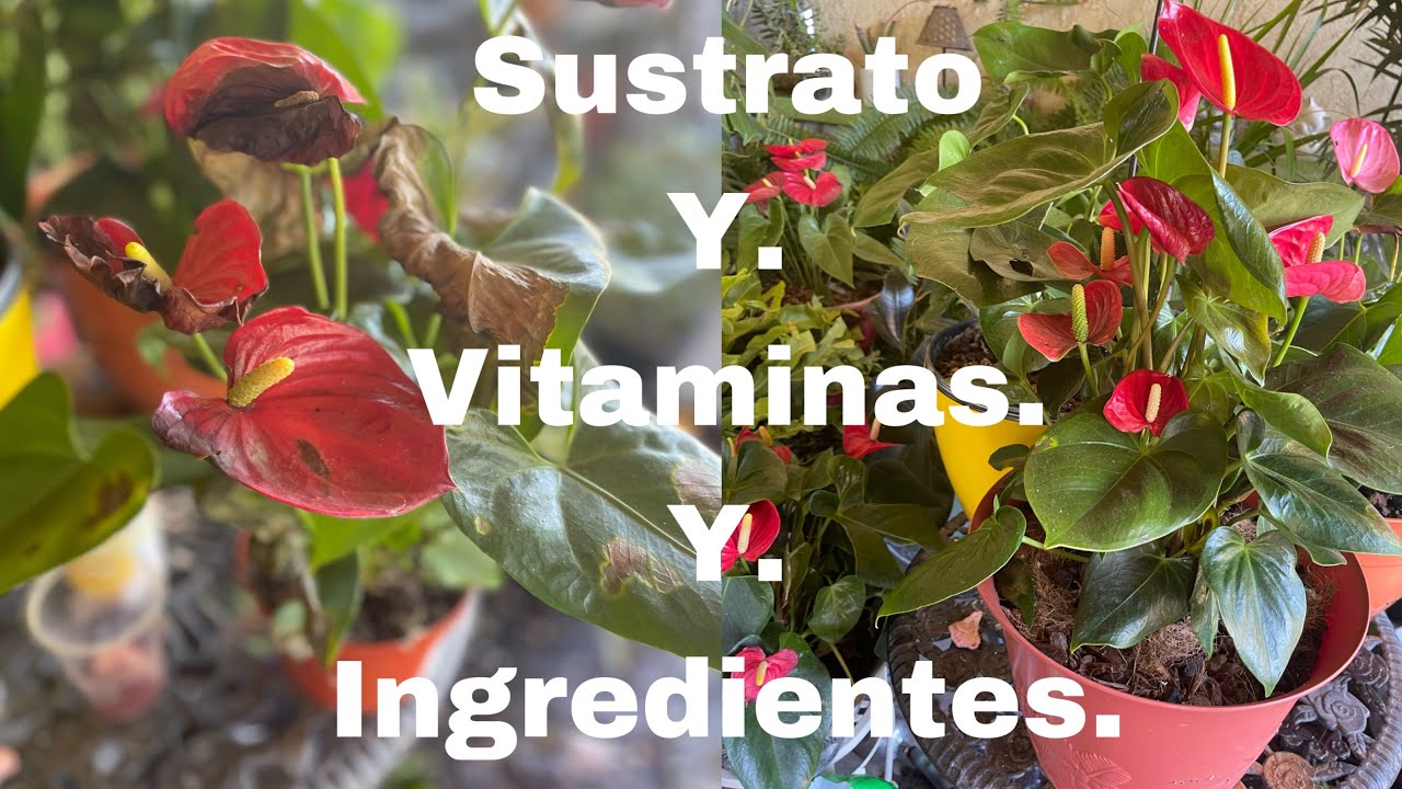 Recuperar Anturios  Dañados A Anturios  Sanos Y Hermosos