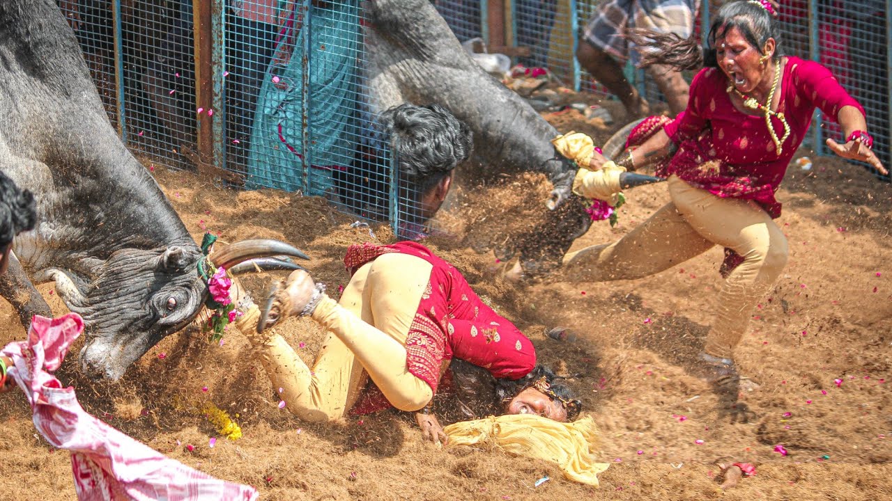 Veeratamizhachi Jallikattu 2026 | வீரதமிழச்சி கருங்குளம் விஜி காளை