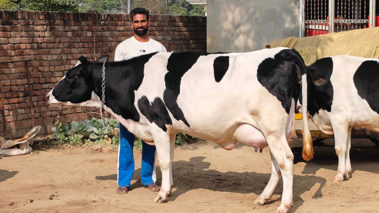 2 Animals for sale, 2 ਪਸ਼ੂ ਵਿਕਾਊ 