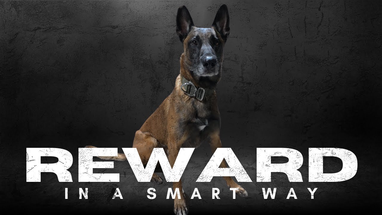 This is how you should pay your detection K9