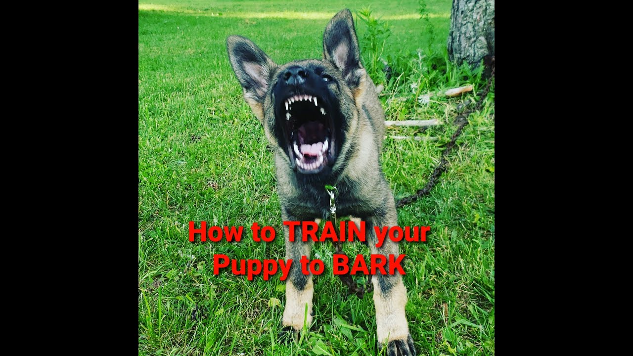 How to train your puppy to BARK and when to do it