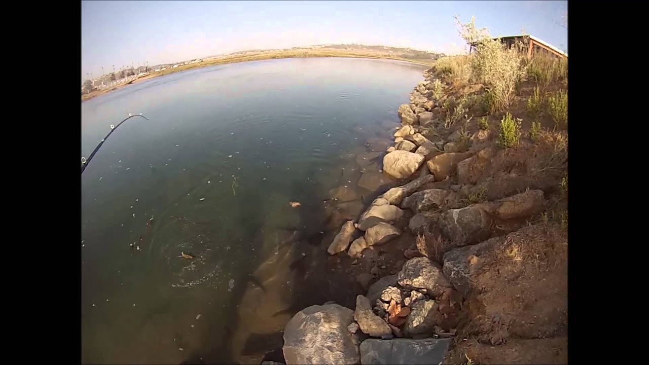 Go-Pro Hatcam: Z-Man Paddlerz getting the Spotties to bite!