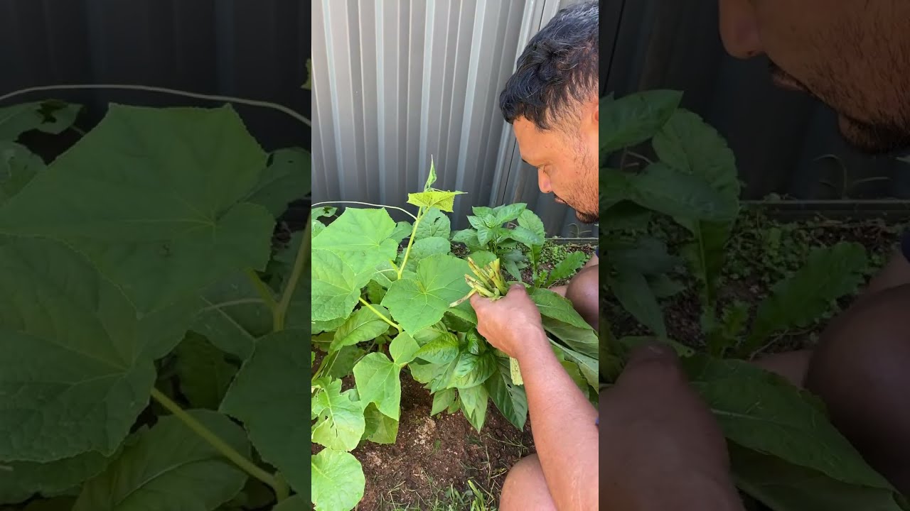 Pahadi kitchen  vegetables from our garden straight to the kitchen 🥬🥕Healthy village cooking