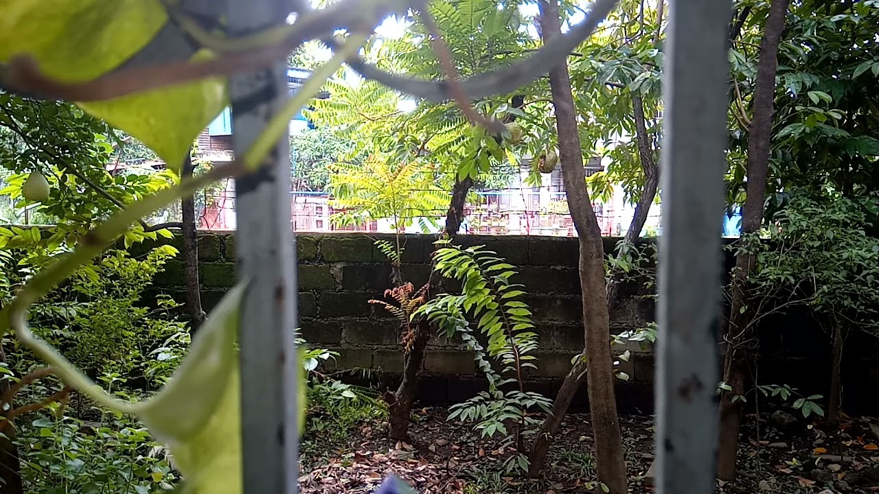 BROWN RAT - EATING FRESH GUYABANO FRUIT