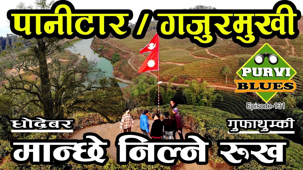 मान्छे निल्ने रूख || Panitar Gajurmukhi || अद्भुत स्थानको यात्रा || Amazing Place of East Nepal ||