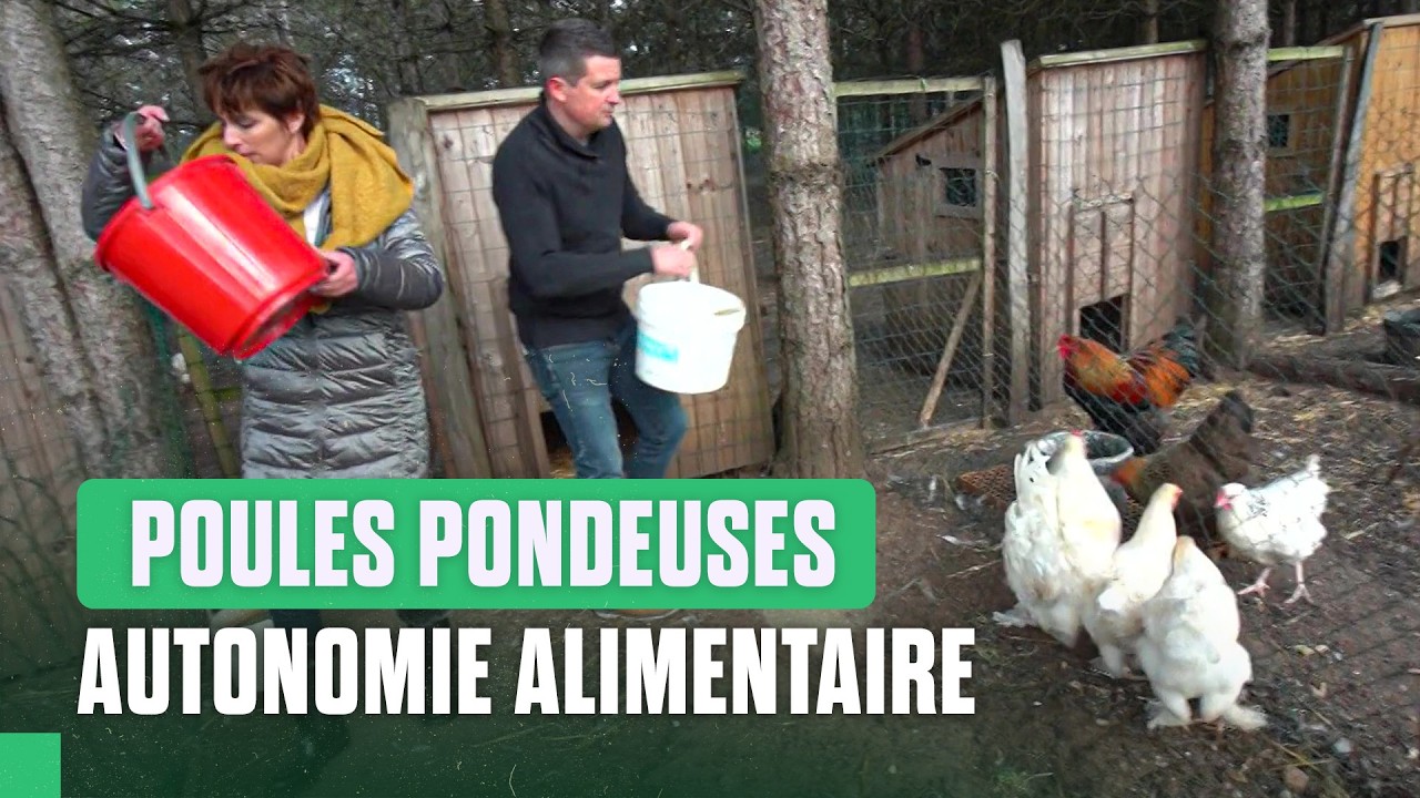 Poules de compagnie : ils changent leur façon de consommer