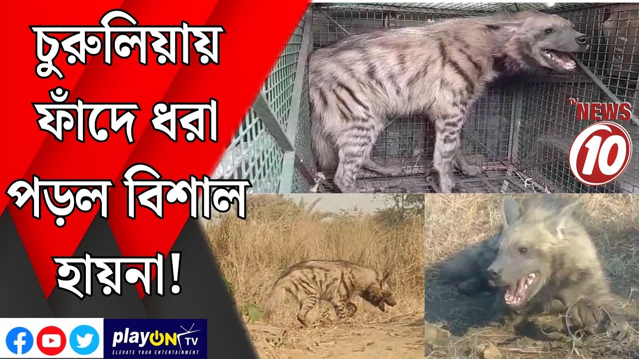 চুরুলিয়ায় ফাঁদে ধরা পড়ল বিশাল হায়না! || জামুরিয়া ||