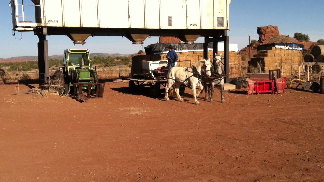 Preparing to feed cattle with draft team at Beatty Canyon Ranch