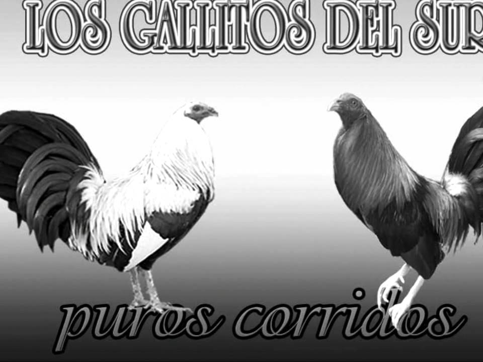 LOS GALLITOS DEL SUR -ROGELIO AQUINO