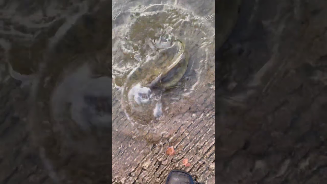 Walter going back in! 