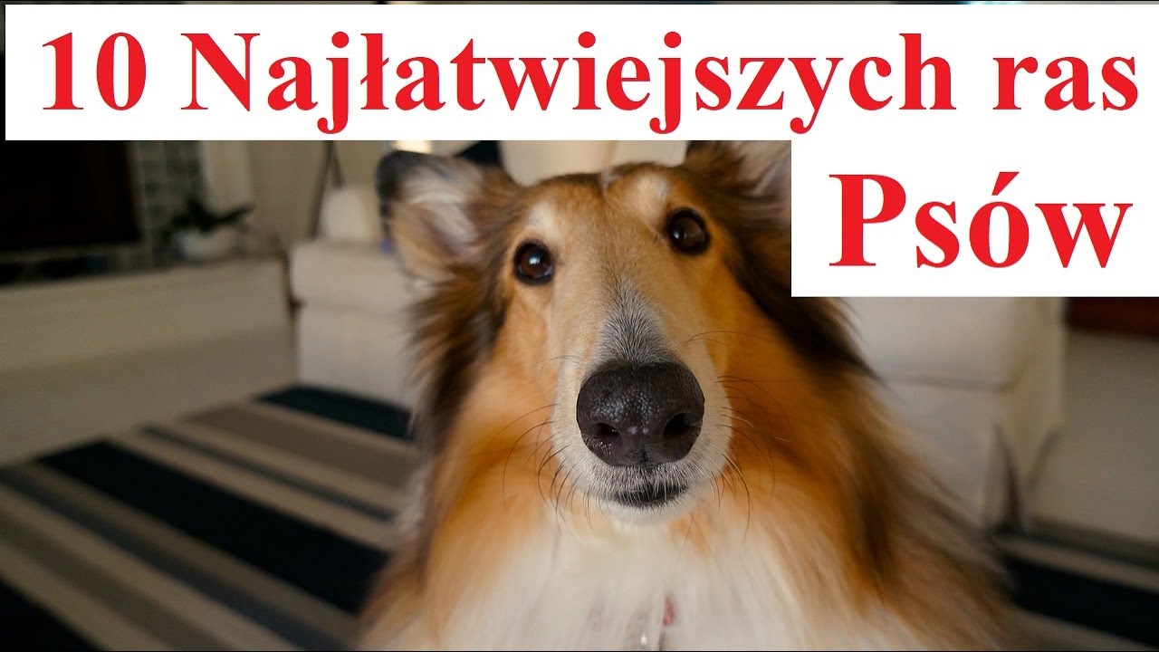 10 Najłatwiejszych ras Psów