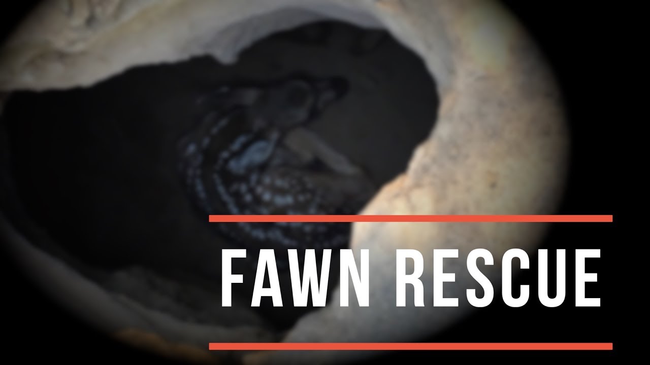 Fawn Rescue
