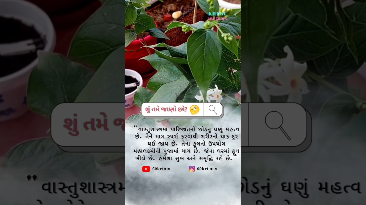 Parijat plant | KriNiV | parijatplant #fact #nightjasmine #Vastu_tips
