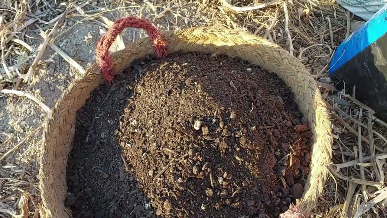 Hoy preparamos la tierra para las patatas de invierno