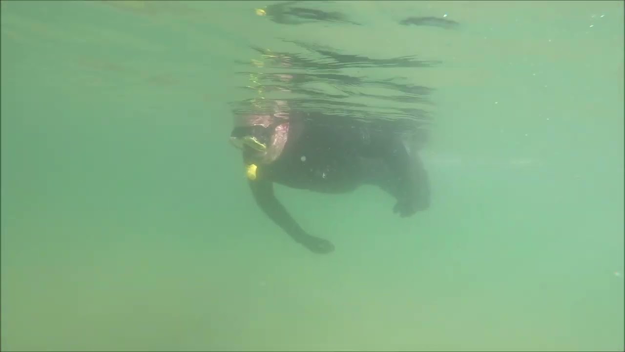 Boscombe Pier Marine Life
